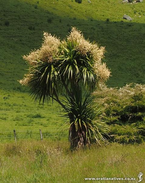 The silhouette of this young tree clearly shows its pointed flower spikes.