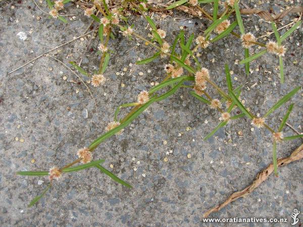 Growing at Molley Green Reserve (upper Oakley Creek catchment), Mt Roskill