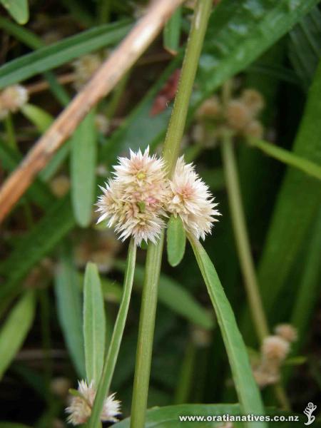 Alternanthera nahui