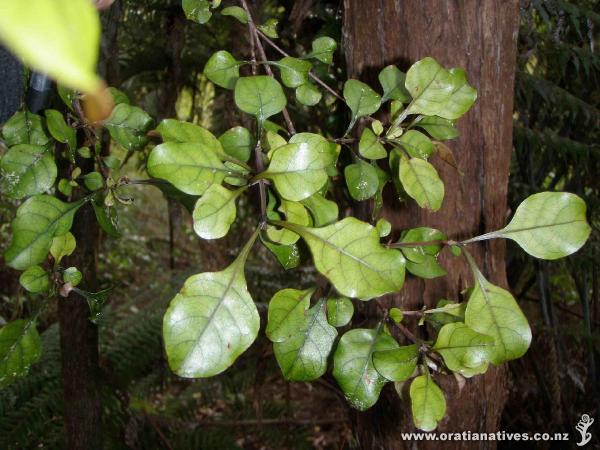 Coprosma arborea at Rahui Kahika Reserve, Titirangi