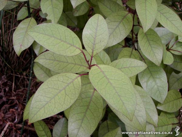 Litsea calicaris / Mangaeo - Lake Rototo