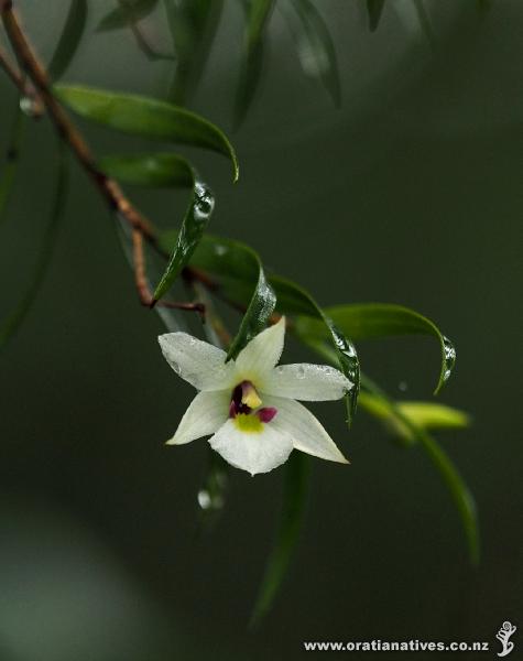 Another name change - this lovely orchid has reverted to its earlier name of Dendrobium cunninghamii. This was flowering in mid-January in the bush high above Piha in West Auckland.