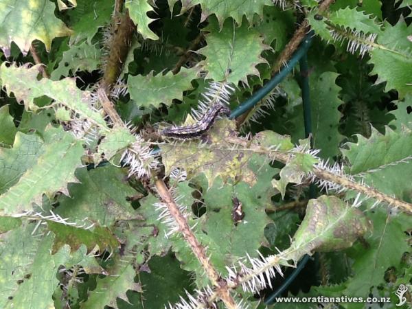 I purchased this from you and it us now well populated with Red and Yellow admiral caterpillars. This is a very urbanised part of 
Hamilton