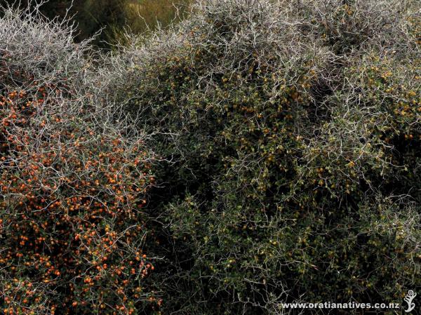 Two adjacent plants showing with two quite different seed colours.