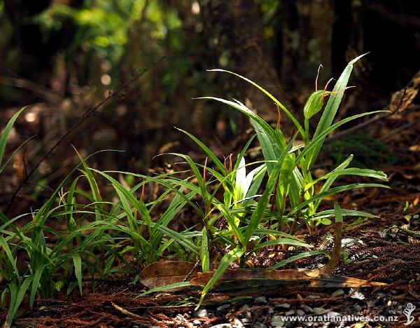 This little grove of orchids shows the first one in mature form with the others just beginning to appear and develop.