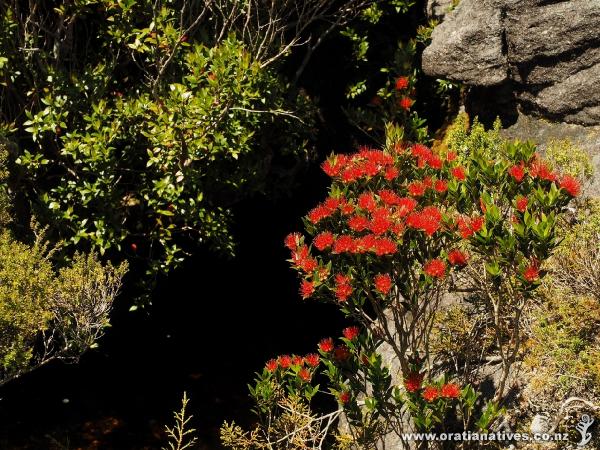 This young tree was growing amongst rocks on Mt Rochefort above the Denniston Plateau in Westland.