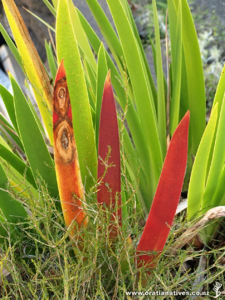 Xeronema with Coprosma acerosa growing around it. Not the time of year for spectacular flower spikes, but these leaf blades gave a fine sculptural effect instead.