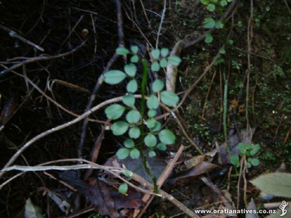 This juvenile plant shows has leaves which are absent on the adults.