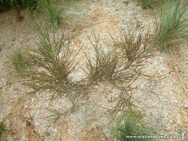 A form once called Carmichaelia violacea