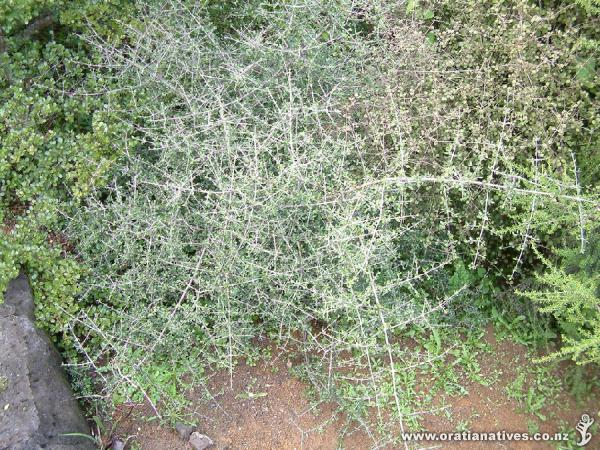 This form of Coprosma propinqua is from Mt Arthur in NW Nelson.