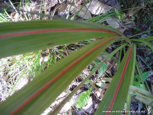 Cordyline banksii kaimai ranges