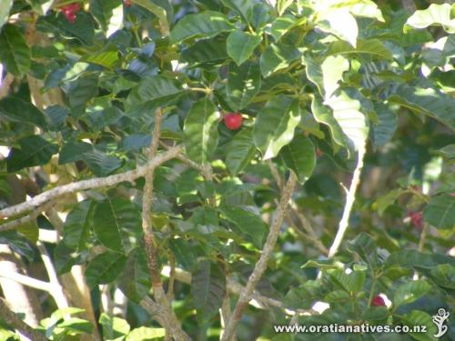 Puriri with flowers and berries