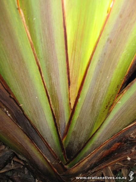 The medicinal heart of flax