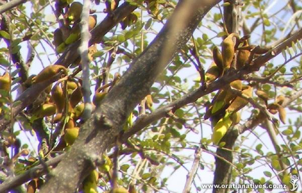 Kowhai in bud, Henderson Creek