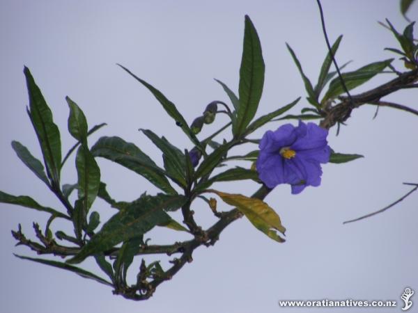 Poroporo against an overcast sky in Waitakere