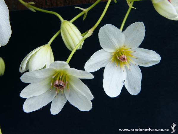 Clematis Paniculata, Wakefield Spring 2008