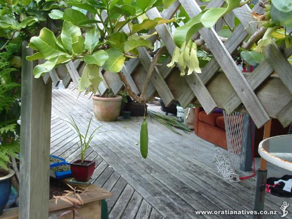 Tecomanthe Speciosa Flower & Bean Pod autumn 2008 WREI