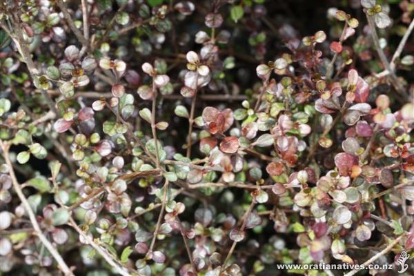 Lophomyrtus obcordata