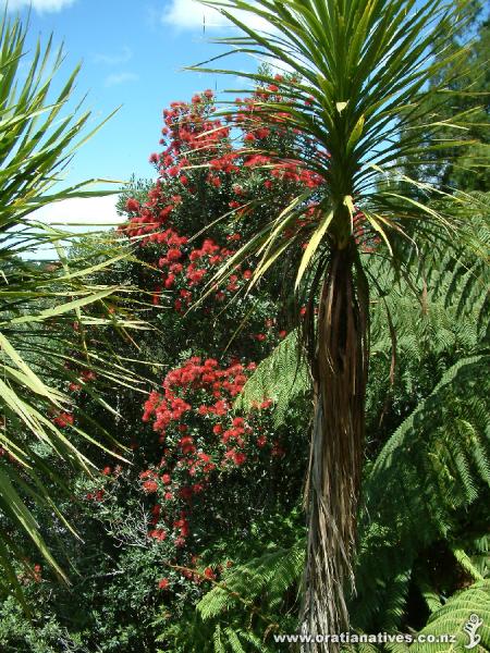 The quintessential symbol of Christmas holidays for all New Zealanders...