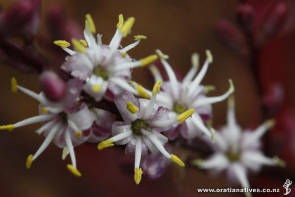 Flowers in November