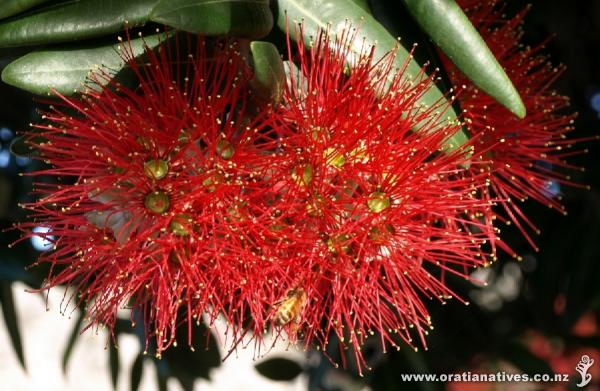 Pohutukawa and bee from Kaikoura in the South Island.