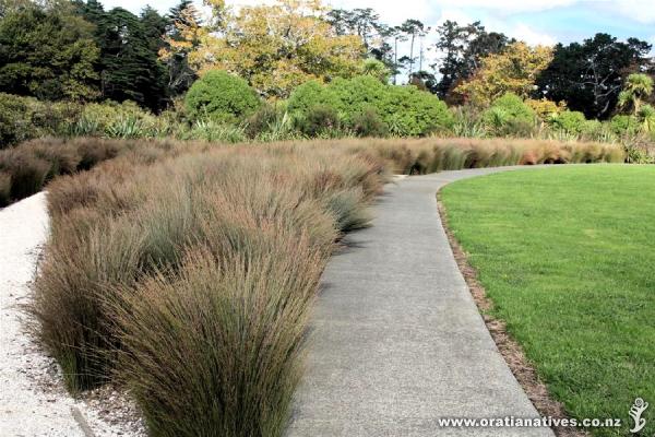 Apodasmia similis from ONPN planted in a river margin development behind the Trusts Stadium, Henderson, Auckland.