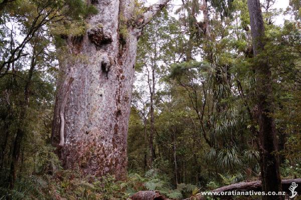 Agathis australis