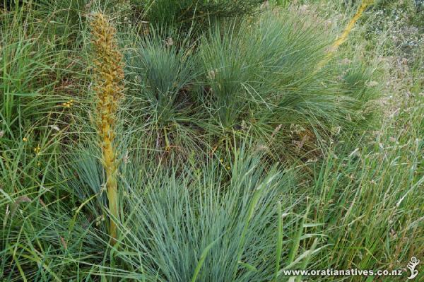 Aciphylla squarrosa