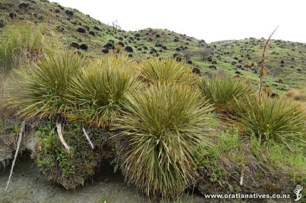 Aciphylla aurea