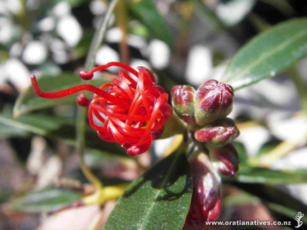 Macro of Metrosideros umbellata (Southern Rata) in flower.