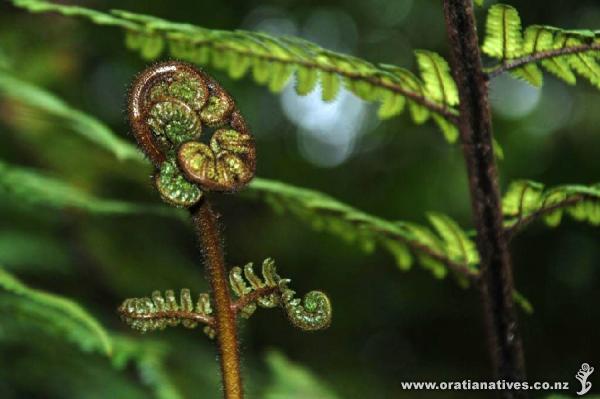 New beginnings. Cyathea Dealbata koru. This photo was taken in May on the Karamatura Loop track.