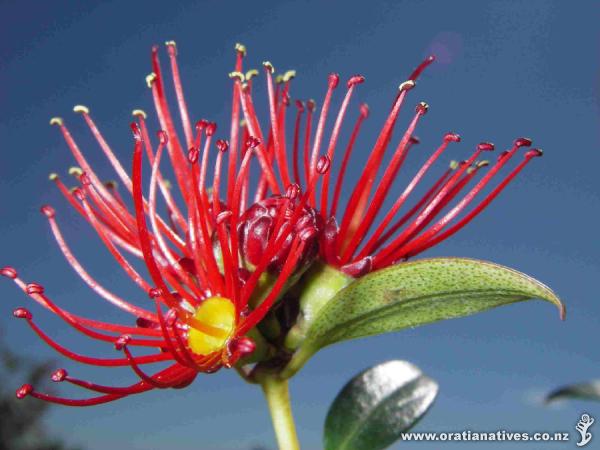 Metrosideros umbellata flower