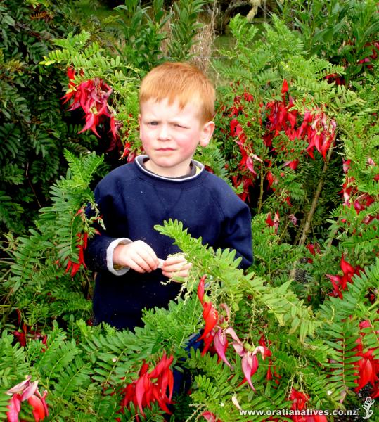 Oratia Native Plant Nursery is a place a child can happily and constructively get lost in. Here three year old Theo de Lange gets right into plant conservation issues lecturing his dad (the photograph) about ngutu kaka (Clianthus maximus) - a species sadly down to c.153 wild plants in the wild and now one of New Zealand's most threatened species