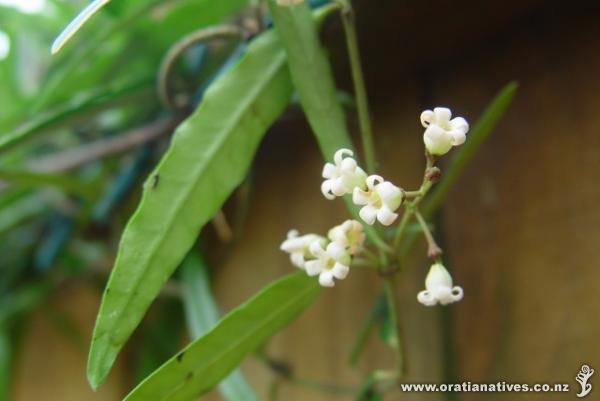 Native Jasmine Flowers at last!