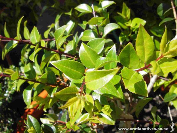 New Growth of bartlettii.