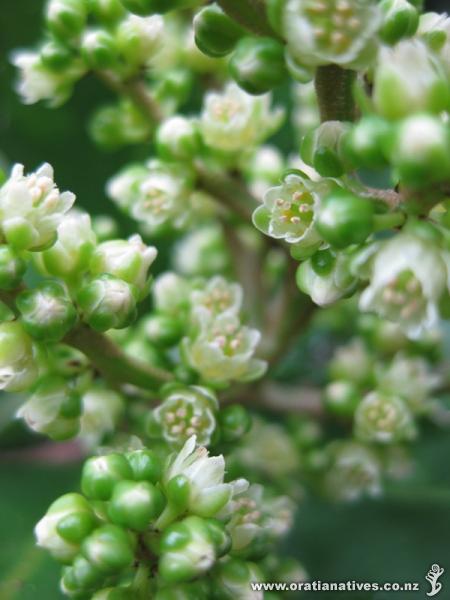 Karaka flowers