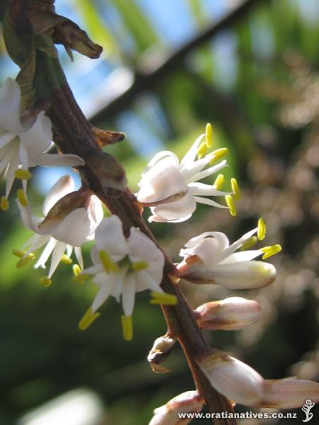 Cabbage tree flowers