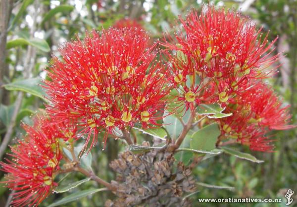 M. robusta in flower showing previous seasons seed capsules.