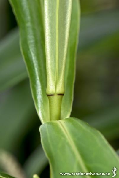 Leaf tip without sinus