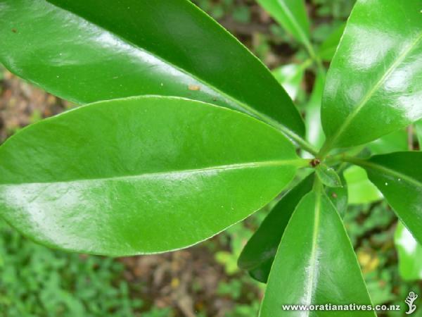 Growing in forest in Abel Tasman NP.