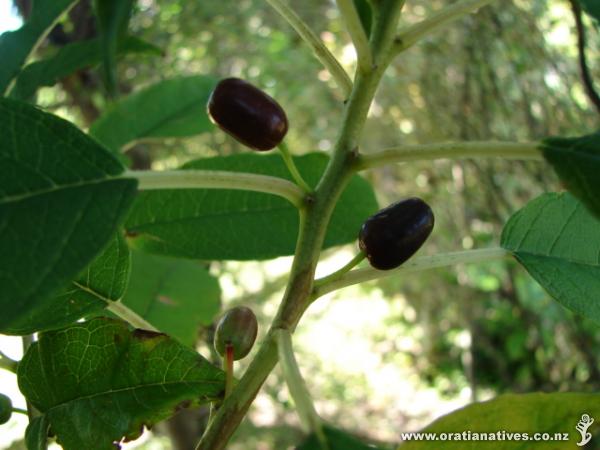 Fuchsia excorticata fruit