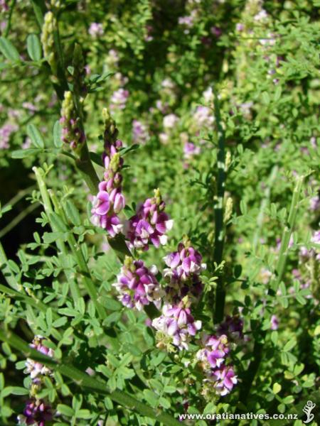 Carmichaelia odorata