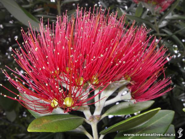 Metrosideros excelsa flower.