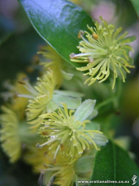 Passiflora tetrandra flower