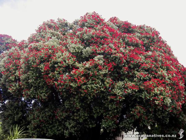 Mature tree on the Port Hills, Christchurch.