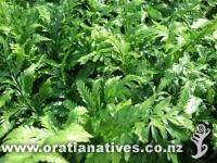 Asplenium Maori Princess