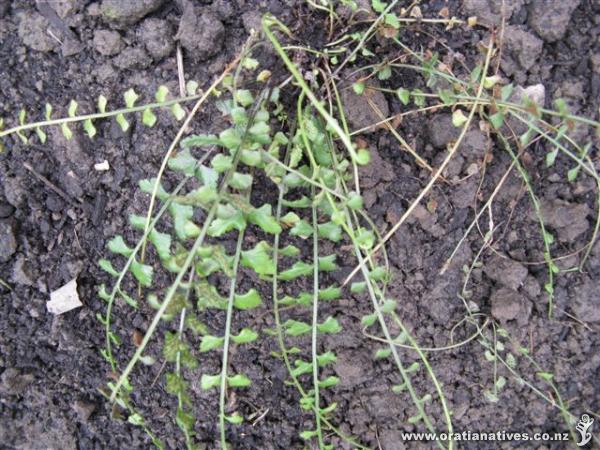 Despite its delicate nature, 'necklace fern' is usually found in rocky, open places and will happily adapt to rock gardens, pots and baskets.