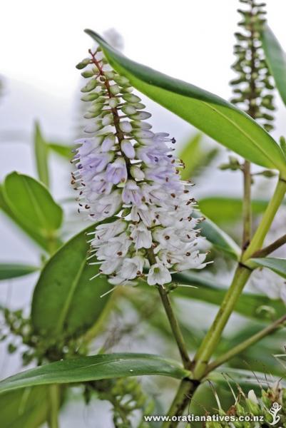 Flower spike