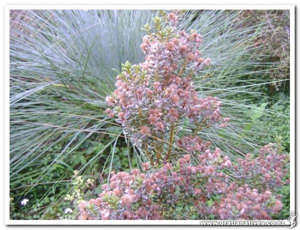 There is a Aciphylla Glaucescens in the background.This specimen has a lot of seedheads on it.