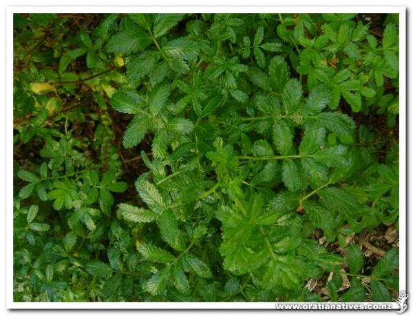 Acaena pallida